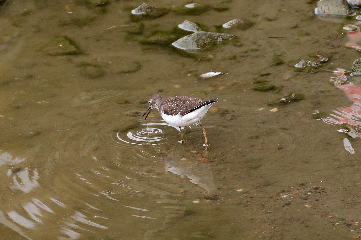 Solitairy Sandpiper - Amerikaanse bosruiter